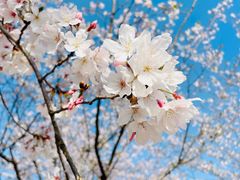 -高东镇樱花园