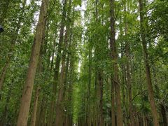 -东平国家森林公园