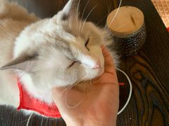 -蓝鲸·缅因猫舍