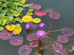 -国家植物园南园