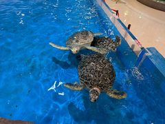 -芜湖新华联大白鲸海洋公园