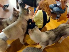 -Husky Go! 哈士奇体验馆·宠物咖啡厅狗咖