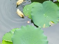 -荔湾湖公园