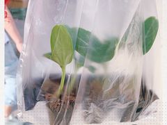 -中环花鸟鱼虫市场