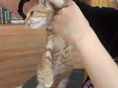 -可蒙动物医院·猫科·骨科中心(首义路店)