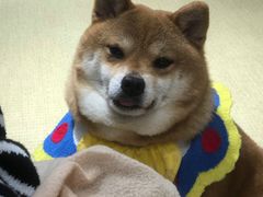 -逗柴咖啡屋·狗咖猫咖宠物桌游
