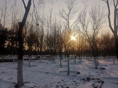 -大兴滨河森林公园