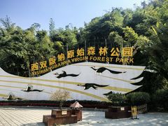 -西双版纳原始森林公园