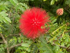 -亚龙湾国际玫瑰谷