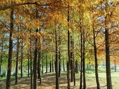 -上海长兴岛郊野公园