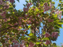 -长白岛森林公园