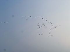 -盐城丹顶鹤湿地生态旅游区