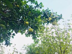 -鹅湖玫瑰文化园