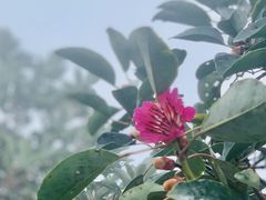 -梧桐山风景名胜区