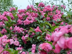 -都江堰玫瑰花溪谷