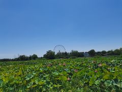 -白洋淀风景区