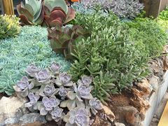 -木王宴语·野生鲜菌火锅(玉河店)