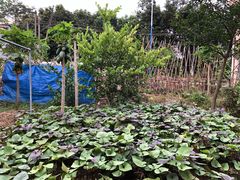 -鸿渡渔庄·特色鸭咀鱼