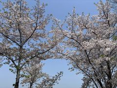-金鸡湖景区