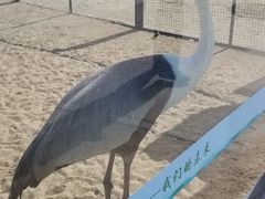 -盐城丹顶鹤湿地生态旅游区