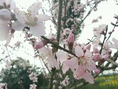 -秀丽东方
