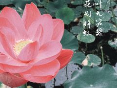 -大宁公园