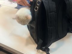 -御宝贝·A梦猫科宠物医院(国际猫友好医院)