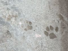 -花鸟鱼虫鲜花绿植市场(玉泉路店)