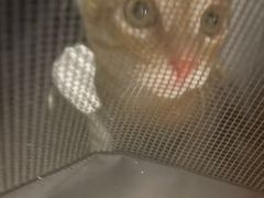 -御宝贝·A梦猫科宠物医院(国际猫友好医院)