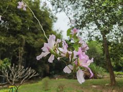 -广州市白云山风景名胜区
