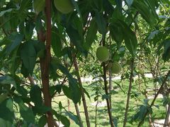 -上海市龙华烈士陵园