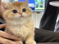 -喜猫·猫舍·洗护寄养