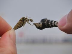 -北海金海湾红树林生态旅游区