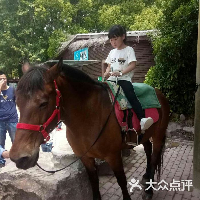 台州湾野生动物园骑马图片