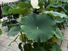 -莲花池公园