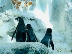 -帝企鹅自助餐厅•儿童岛•真企鹅(长隆企鹅酒店)