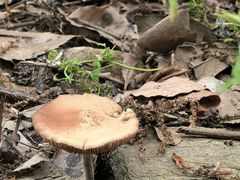 -素山寺森林公园