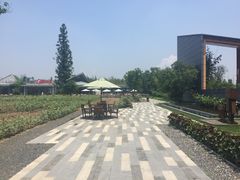 -田园东方蜜桃村的田野营地