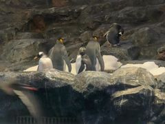 -新加坡飞禽公园