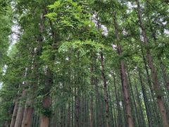 -日照海滨国家森林公园