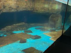 -海合安武汉极地海洋公园