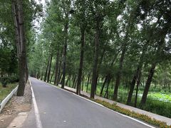 -微山湖红荷湿地景区
