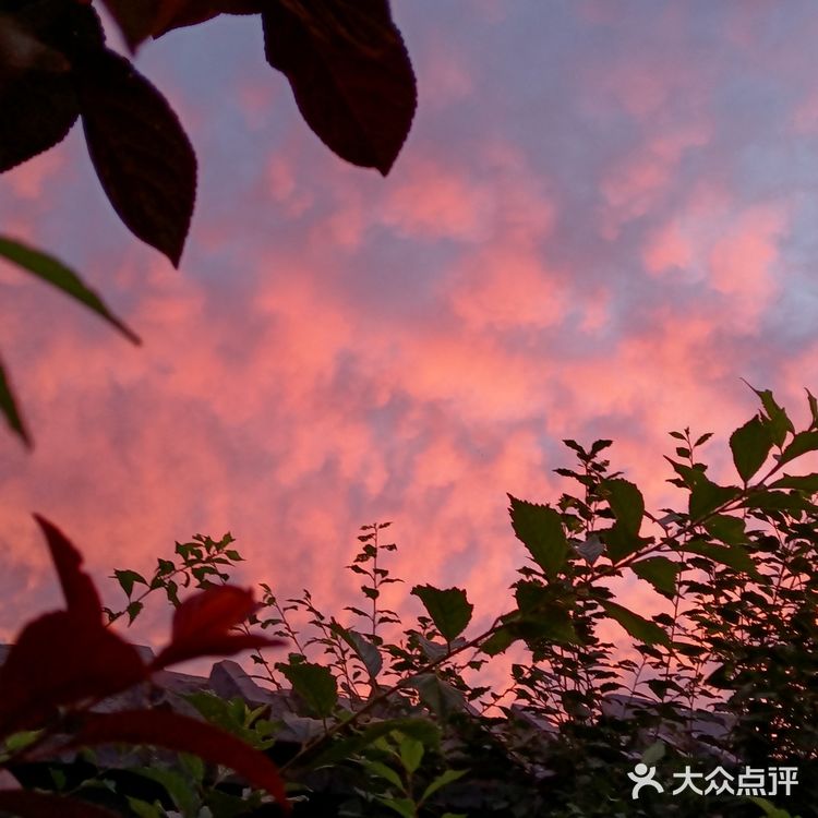 老妈今天早上拍的美丽的朝霞[愉快][强]