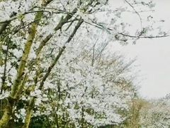 -天适樱花悠乐园