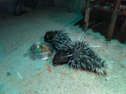 -酷嗒动物文化乐园(cutezoo西溪乐天城店)