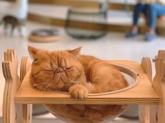 -飞行喵MR PILOT|猫舍·猫咖(静安大融城店)