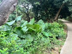 -黄埔油麻山森林公园