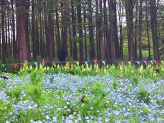 -上海共青森林公园