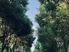 -羊山湖公园