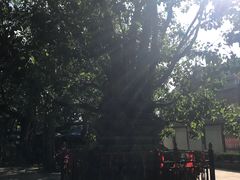 -西双版纳傣族园